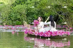 百合 女性 美丽的花朵 越南 花壁纸 河内 河 花朵 香宝塔