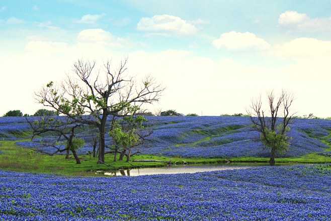 fields-of-flowers-02...