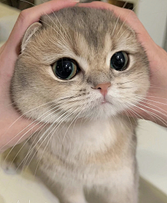 KitPoon采集到cat