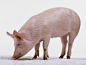 食品,影棚拍摄,动物,地板,喂养_117982477_Pink piglet feeding from food on floor_创意图片_Getty Images China