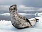 南极半岛，一只成年豹海豹正在观察周围的动向