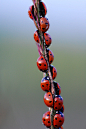 Cool! Ladybug line