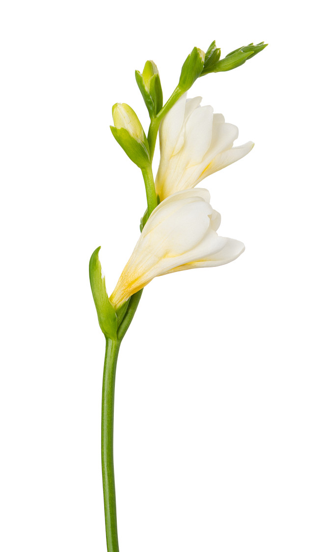 花瓣素材_小苍兰花枝开花孤立_12377...