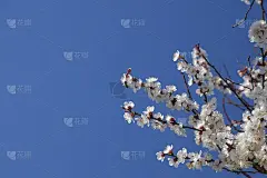 春天开花的树。杏花的传粉。花园里盛开的野杏