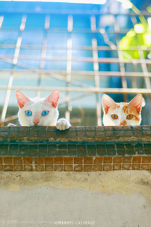 初夏风雨细 屋檐易长猫