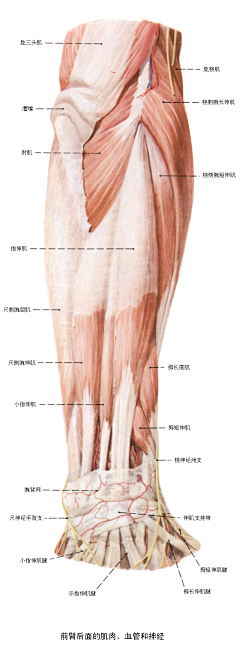 黑夜中的芒曜采集到muscle (手部)