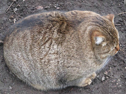 一坨猫，你是我见过最胖的喵星人…