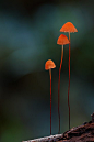 小皮傘屬的物種是艱難的小蘑菇。在乾燥的環境下，他們簡單地萎縮，等待下一場雨。