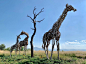 长颈鹿枯木艺术装置“莫莉和她的一家人”的搜索结果_百度图片搜索