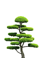 茂盛的大树高清图片 - 素材中国16素材网