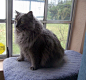 Cymric／希姆利克猫（威尔士猫，长毛曼岛猫） Cymric猫起源于曼岛，是美国选种培育的结果，故又称长毛曼岛猫。生活在爱尔兰曼岛上的半长毛的被毛性状是爱到某个基因控制的。20世纪60年代，加拿大育种专家Blair Wright和美国育种专家Leslie Falteisek决定稳定曼岛猫的特征，在此过程中，一种长毛变种Cymric（Cymru在盖尔语中的含义是威尔士）诞生了。