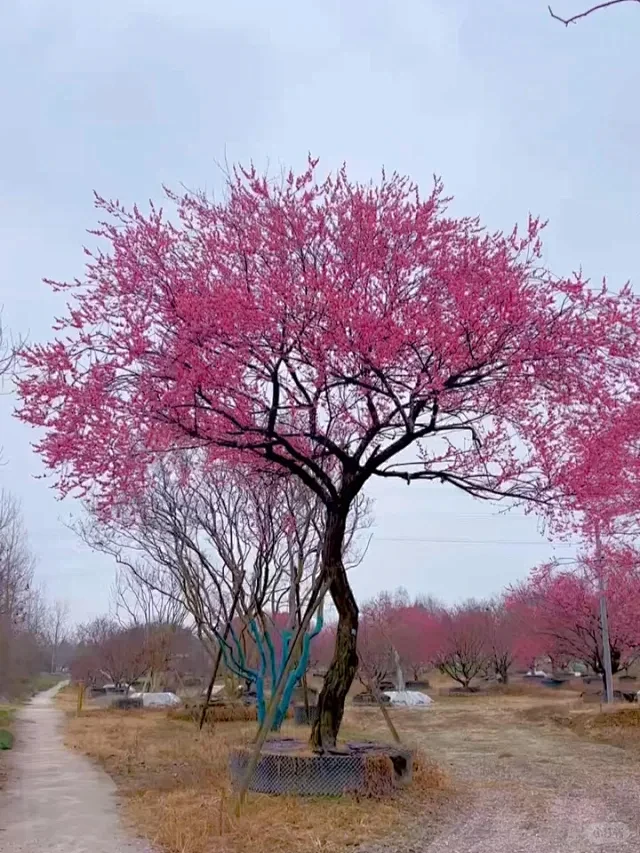 高杆红梅树 -花瓣网