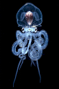 潜水员和摄影师 Wu Yung-sen 在菲律宾 Anilo 海域拍摄到了这只罕见的章鱼，它通体透明，散发着精灵般的美妙蓝光。最令人惊讶的是，章鱼的上部最为通透，就像是一个玻璃头盔，里面的器官清晰可见。