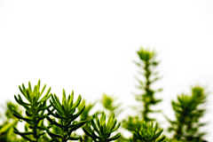 未来可即采集到背景 - 植物