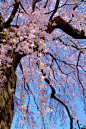垂枝樱花,自然,垂直画幅,天空,美,樱花,樱桃,无人,蓝色,日本