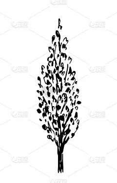 简单的手绘矢量画在黑色轮廓。孤立在白色背景上的杨树。夏天的本性。景观、森林的拿手好戏。