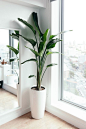 work from home space - birds of paradise plant