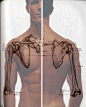 [转载]艺用人体解剖