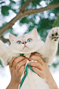 我拍了拍粉丝的猫｜英短银点｜多米 - 小红书