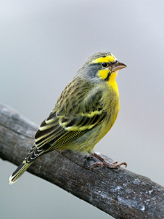黄额丝雀(yellow-fronted canary),俗称金青,石燕,大金黄,灰燕,吉打.