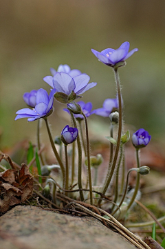 虾米米7采集到花