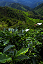 Coffee plantation