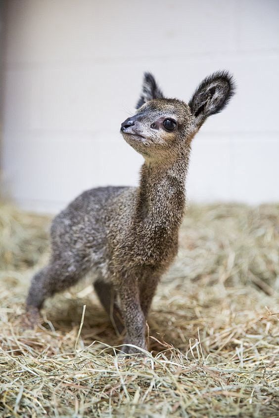 Klipspringer~产于南非及东非...