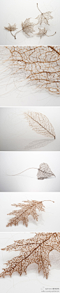 雕塑家及装置艺术家 Jenine Shereos把头发编织出树叶的脉络和轮廓，轻盈的空气感完美地诠释了叶片的灵动。