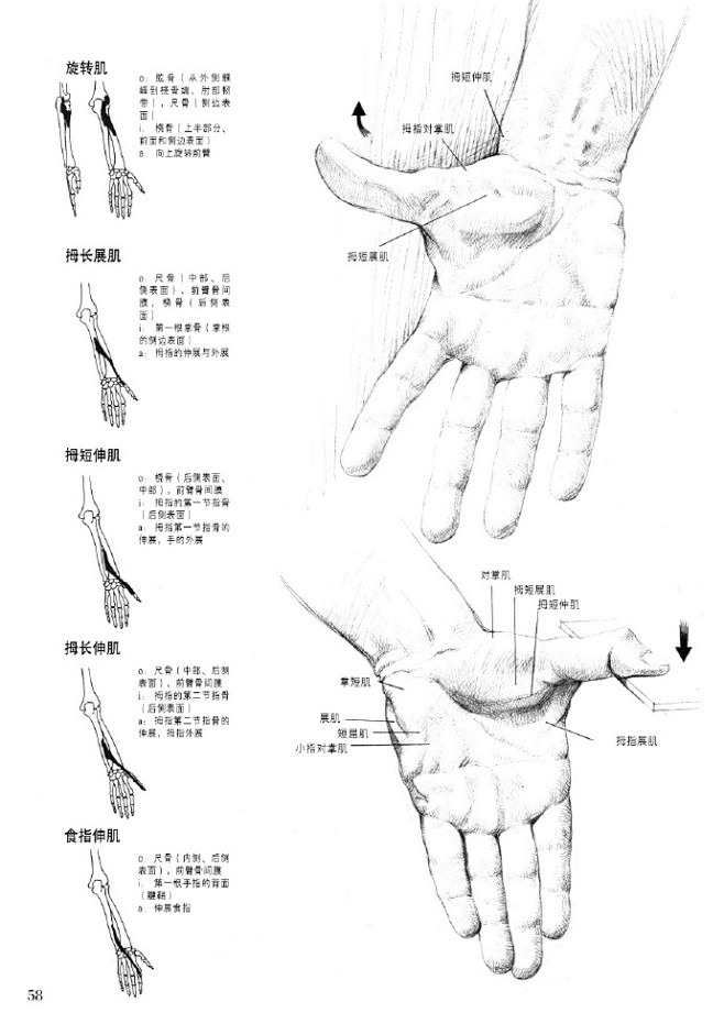 #绘画参考学习#手臂手部肌肉结构 手臂结...