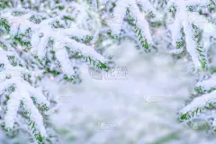 雪,寒冷,一月,霜,壁纸,云杉,杉树,松树,背景,天空