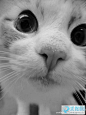 超萌猫咪图片，围脖画报的照片 - 微相册