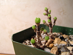 漓奈采集到多肉植物1