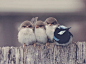 angry birds