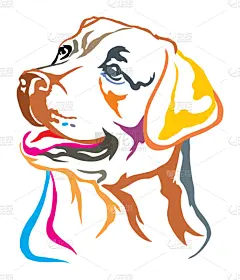 华丽的,拉布拉多犬,注视镜头,色彩鲜艳,可爱的,纯种犬,摆拍,肖像,狗,服从