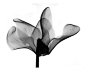 Nature Photograph - Cyclamen Flower X-ray by Bert Myers