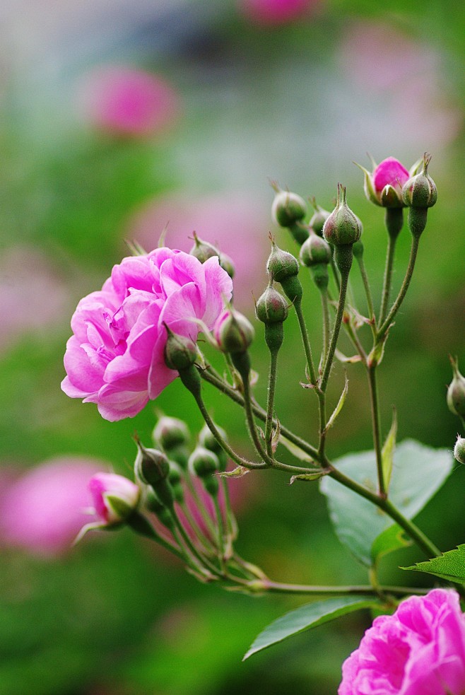 蔷薇花开