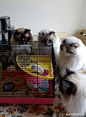 网友家养的四只猫与一只老鼠  哈哈哈哈哈哈哈哈求老鼠心理阴影面积！！