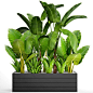 tropical plants in flowerpot 2 3d model max obj fbx mtl unitypackage 1