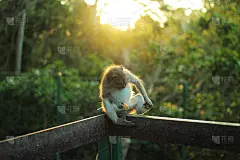 阳光下，猴子坐在篱笆上_5229803962_5748424301