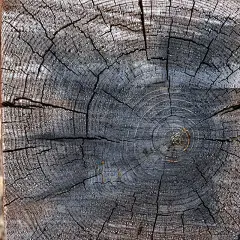 数字背景图像的老生长的一棵树变成了一个篱笆桩