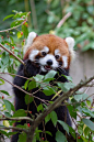 red panda: 