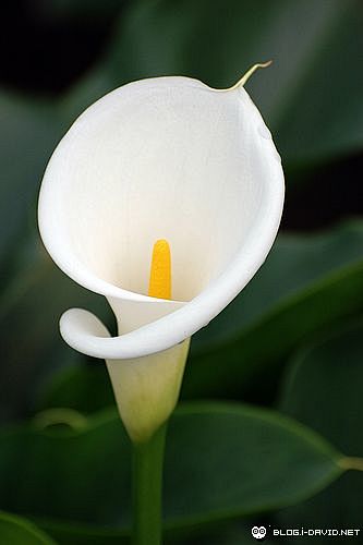 arum lily: