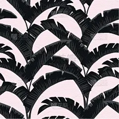 白色,黑色,玫瑰,背景,香蕉叶,纺织品,壁纸,植物群,现代,点燃