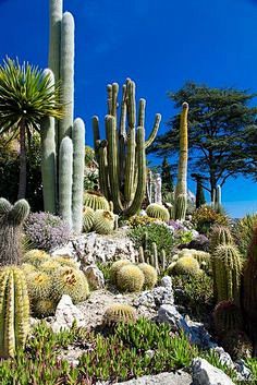Desert Landscape    ...