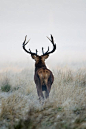 deer: 
