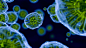 “Immune cells”的图片搜索结果