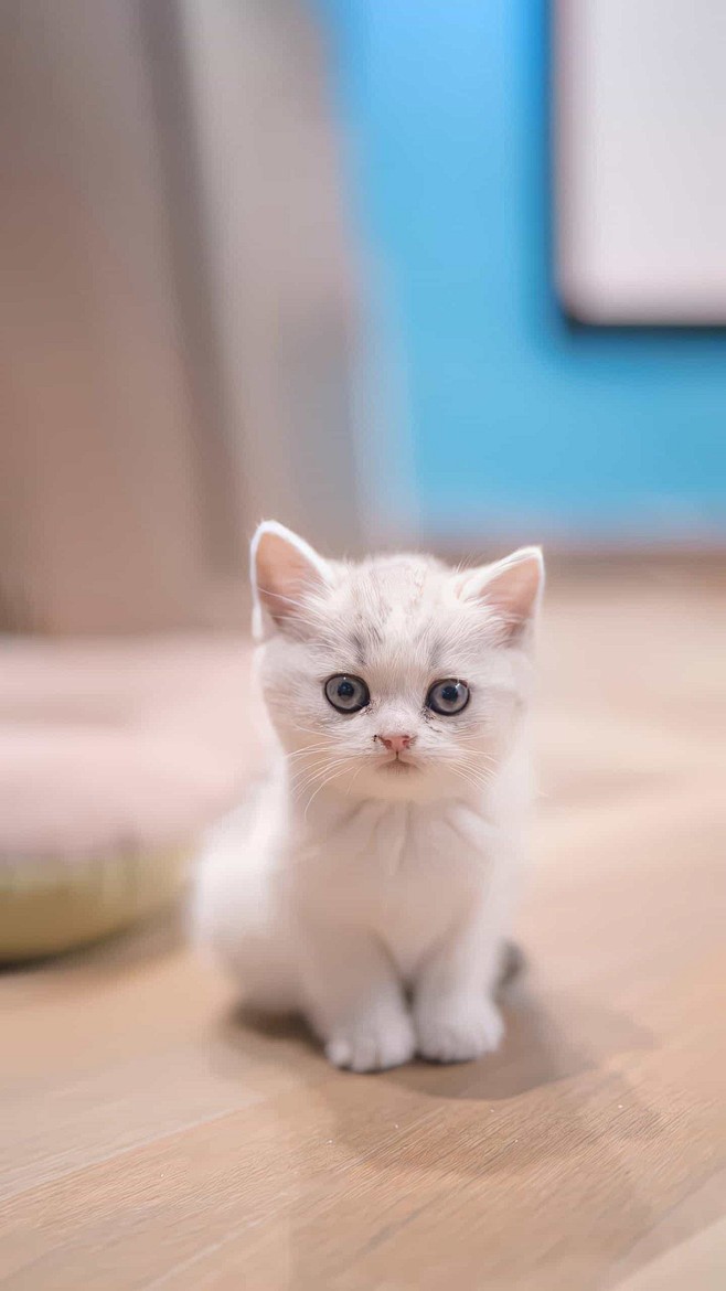 猫咪 猫 幼猫奶猫 猫猫 大猫 可爱 动物 宠物 壁纸