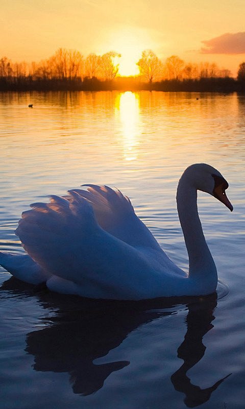 swan