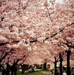 SAKURA祭采集到sakura