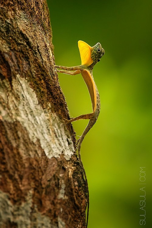Flying Draco  Sulawe...